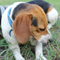 Beagle, Köpek  ALFA fotoğrafı