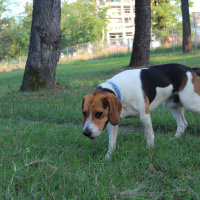 Beagle, Köpek  ALFA fotoğrafı