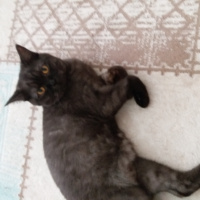 British Shorthair, Kedi  mia fotoğrafı