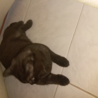 British Shorthair, Kedi  mia fotoğrafı
