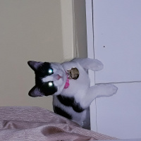 Tekir Kedi, Kedi  Minnoş fotoğrafı