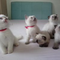 Scottish Fold, Kedi  eva fotoğrafı
