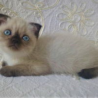 Scottish Fold, Kedi  eva fotoğrafı