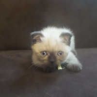 Scottish Fold, Kedi  eva fotoğrafı