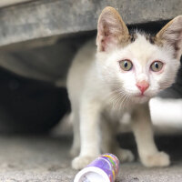 Tekir Kedi, Kedi  Pamuk fotoğrafı