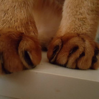 Abyssinian, Kedi  imhotep fotoğrafı