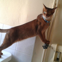 Abyssinian, Kedi  imhotep fotoğrafı