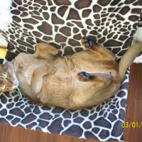 Abyssinian, Kedi  imhotep fotoğrafı