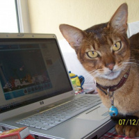 Abyssinian, Kedi  imhotep fotoğrafı