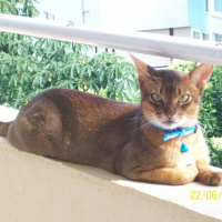 Abyssinian, Kedi  imhotep fotoğrafı