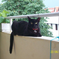 Bombay, Kedi  TAFO fotoğrafı