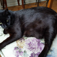 Bombay, Kedi  TAFO fotoğrafı