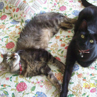 Bombay, Kedi  TAFO fotoğrafı