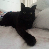 Bombay, Kedi  TAFO fotoğrafı