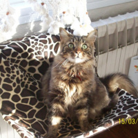 Tekir Kedi, Kedi  PITPIT (MIYMIY) fotoğrafı
