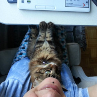 Tekir Kedi, Kedi  PITPIT (MIYMIY) fotoğrafı