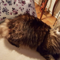 Tekir Kedi, Kedi  PITPIT (MIYMIY) fotoğrafı