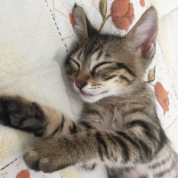 Tekir Kedi, Kedi  Bebekler fotoğrafı