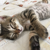 Tekir Kedi, Kedi  Bebekler fotoğrafı