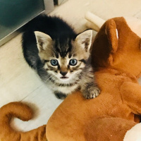 Mavi Rus, Kedi  zilli fotoğrafı