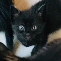 Mavi Rus, Kedi  zilli fotoğrafı