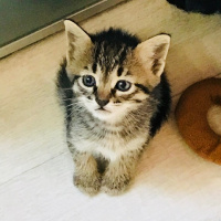 Mavi Rus, Kedi  zilli fotoğrafı