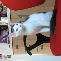 Tekir Kedi, Kedi  Pamuk fotoğrafı