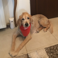 Golden Retriever, Köpek  Tarçın fotoğrafı