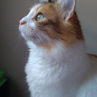 Tekir Kedi, Kedi  Tombi fotoğrafı