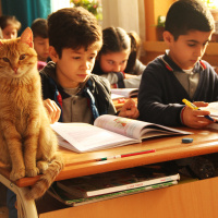 Tekir Kedi, Kedi  Tombi fotoğrafı