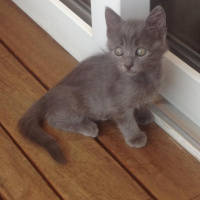 Mavi Rus, Kedi  duman fotoğrafı
