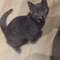Mavi Rus, Kedi  duman fotoğrafı