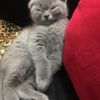 Scottish Fold, Kedi  mila fotoğrafı