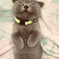 Scottish Fold, Kedi  mila fotoğrafı