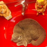 Scottish Fold, Kedi  mila fotoğrafı