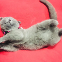 Scottish Fold, Kedi  mila fotoğrafı