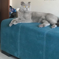 Scottish Fold, Kedi  KURABİYE fotoğrafı