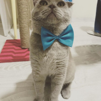 Scottish Fold, Kedi  KURABİYE fotoğrafı