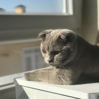 Scottish Fold, Kedi  KURABİYE fotoğrafı