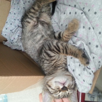 Tekir Kedi, Kedi  Umut fotoğrafı