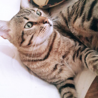 Bengal, Kedi  Mayk fotoğrafı