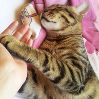 Bengal, Kedi  Mayk fotoğrafı