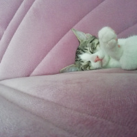 Tekir Kedi, Kedi  Fındık fotoğrafı