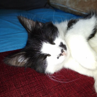 Tuxedo (Smokin) Kedi, Kedi  kedi diyorum bakıyor :)) fotoğrafı