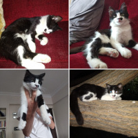 Tuxedo (Smokin) Kedi, Kedi  kedi diyorum bakıyor :)) fotoğrafı