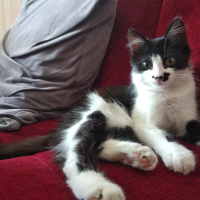 Tuxedo (Smokin) Kedi, Kedi  kedi diyorum bakıyor :)) fotoğrafı