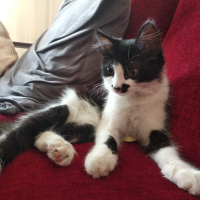 Tuxedo (Smokin) Kedi, Kedi  kedi diyorum bakıyor :)) fotoğrafı