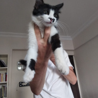 Tuxedo (Smokin) Kedi, Kedi  kedi diyorum bakıyor :)) fotoğrafı