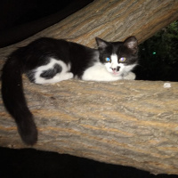 Tuxedo (Smokin) Kedi, Kedi  kedi diyorum bakıyor :)) fotoğrafı