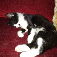 Tuxedo (Smokin) Kedi, Kedi  kedi diyorum bakıyor :)) fotoğrafı